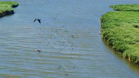 Delta of the Don, the river flows into the sea, cormorants fly over the water Stock Footage 121895335