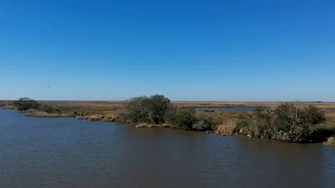 Delta river basin with tall grass and trees Stock Footage 101649847