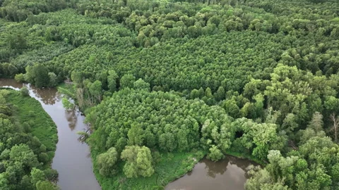 Delta river Morava meander drone aerial video shot in floodplain inland forest Stock Footage 277137620