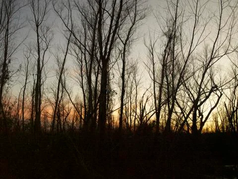 Delta Sunset view through the trees Foto stock