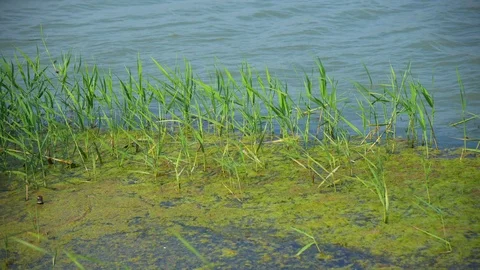 Delta,lake Stock Footage 93346076