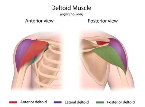 Deltoid muscle color coded front and back views. Stock Illustration