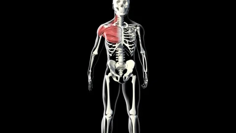 Deltoid Muscle Stock-Footage 121708259