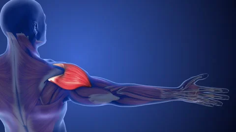 Deltoid Muscle Strain Causing Shoulder Pain Stock Footage 288569145