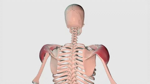 Deltoid  Muscles Full Rotation Loop Video stock 232671558