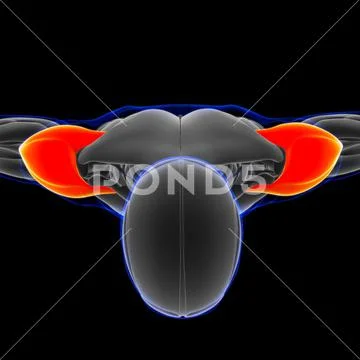 Deltoideus Muscle Anatomy For Medical Concept 3D Illustration: Royalty ...