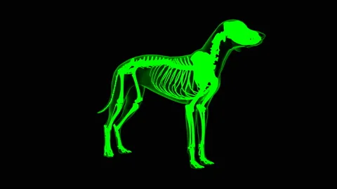 Deltoideus muscle Dog muscle Anatomy For... | Stock Video | Pond5