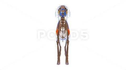 Deltoideus muscle Dog muscle Anatomy For Medical Concept 3D: Graphic ...