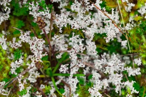 Delve into the diverse array of high altitude algae and mosses within Ecuador's Foto stock