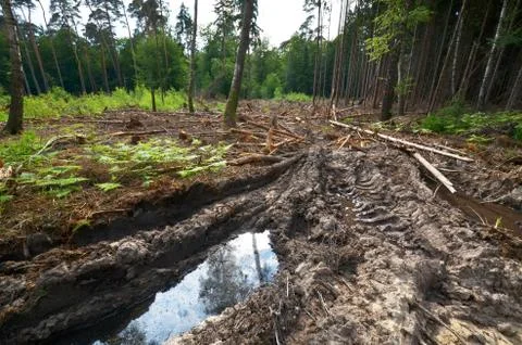 Demaged forest soil Stock Photos