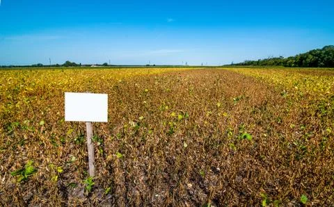 Demo field of ripe soybeans with pointers, yellow leaves, withered stems, har Stock Photos