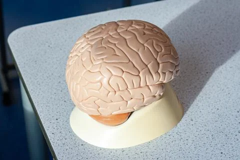 Demo model of brains Stock Photos