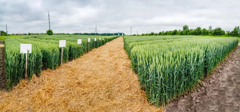 Demo plots of cereals with pointers flags, new varieties in agriculture Stock Photos