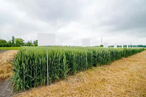 Demo plots of cereals with pointers flags, new varieties in winter barley and Stock Photos