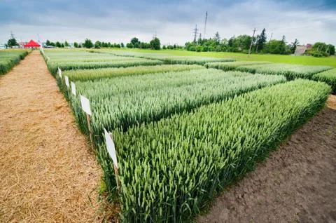 Demo plots of cereals with pointers flags, new varieties in winter barley and Stock Photos