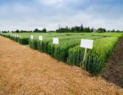 Demo plots of cereals with pointers flags, new varieties in winter barley and Stock Photos