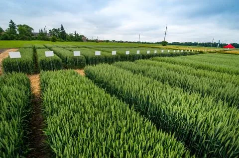 Demo sectors of cereals with pointers flags, new varieties in winter barley a Stock Photos