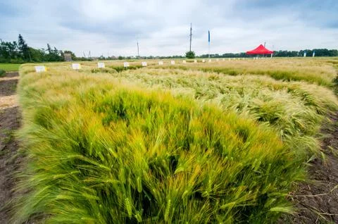 Demo sectors of plot grain crops, new varieties winter barley in agriculture, Stock Photos