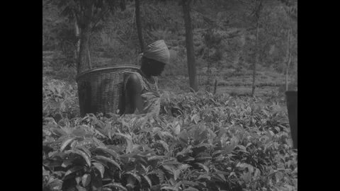 DEMOCRATIC REPUBLIC OF THE CONGO - 1960s - Coffee is harvested and processed in Stock Footage 340592835