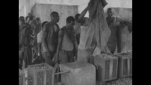 DEMOCRATIC REPUBLIC OF THE CONGO - 1960s - Crops go through a food processing Stock Footage 340592817