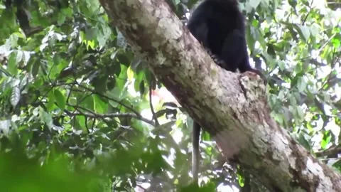 Democratic Republic of the Congo: New Monkey Species With Striking Orange... Stock Footage 339962532