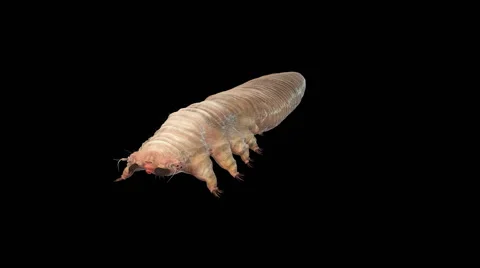 Demodex Folliculorum close-up isolated. Demodicosis. Alpha channel is included Stock Footage 59643774