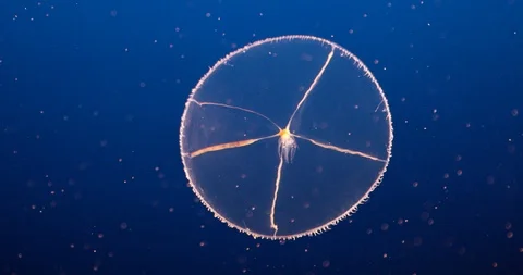 Demonstrating the effect of light on a Cross Jellyfish Video stock 92722493