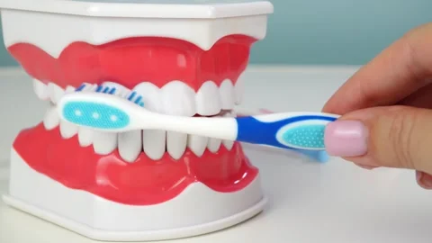 Demonstrating proper brushing technique on dental model with blue toothbrush Vidéo 310474058
