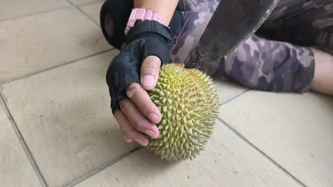Demonstrating Proper Technique To Open Fresh Durian With Machete Video stock 345516458