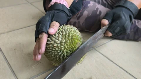 Demonstrating Proper Technique To Open Fresh Durian With Machete Video stock 345516469