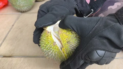 Demonstrating Proper Technique To Open Fresh Durian With Machete Vídeo Stock 345516713