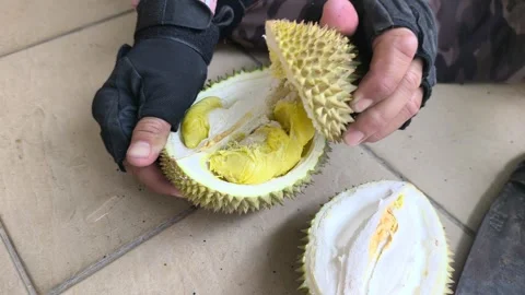 Demonstrating Proper Technique To Open Fresh Durian With Machete Stock-Footage 345516714
