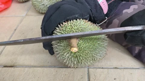Demonstrating Proper Technique To Open Fresh Durian With Machete Stock-Footage 345517005