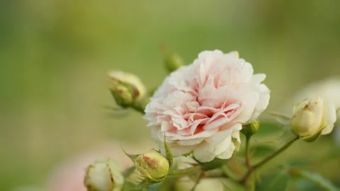 Demonstration of caring for a beautiful peony. The spraying pink peonies with Stock Footage 254770107