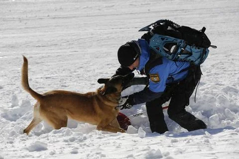 Demonstration einer Rettung von Lawinenopfern mit Lawinenhunden bei einem ... Stock Photos