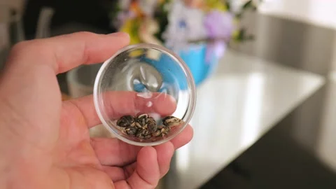 Demonstration of elite white Chinese tea in glassware. chinese tea ceremony Stock Footage 220341747