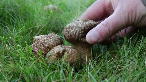 Demonstration of how a Puffball Mushroom Ejects Spores Stock Footage 114110734