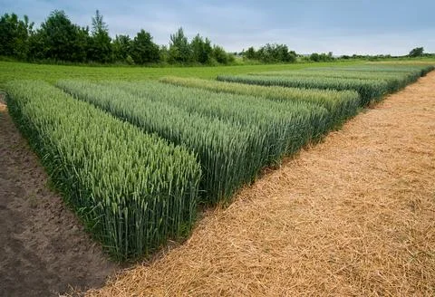Demonstration plots of different varieties of wheat in an agricultural fiel.. Stock Photos