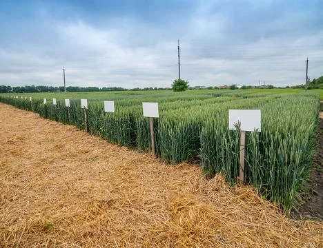 Demonstration plots of different wheat varieties with signposts Stock Photos