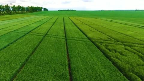 Demonstration plots of the field in Ukraine Stock Footage 155597143