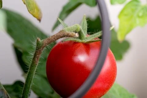 Demonstration of polarizing filter effect on a ripe red tomato close up. Stock Photos