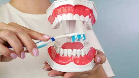 Demonstration of proper brushing technique using a dental model for oral hygiene Stock Footage 306297111