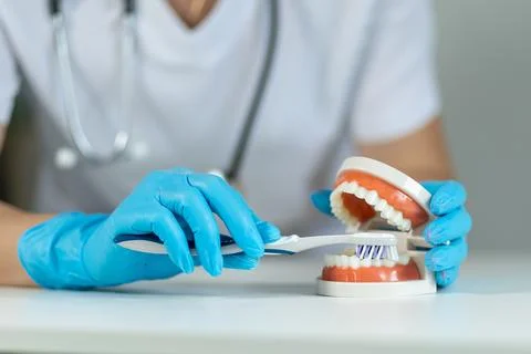 Demonstration of proper teeth brushing technique using dental model by a Stock Photos