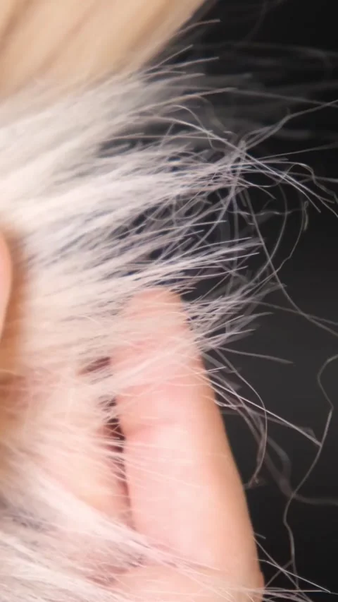 Demonstration of split ends and unkempt hair on blonde hair Stock Footage 321222471