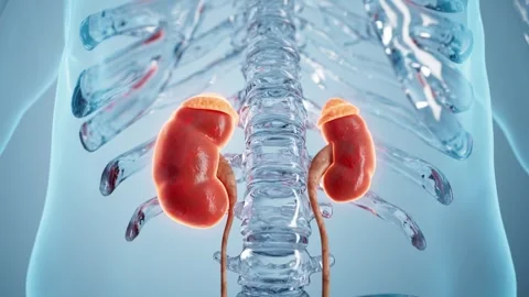 Demonstration of the structure of the human kidney in medicine Stock Footage 337398946