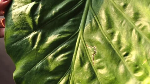 Demonstration by a woman's hand of damage on a large green Alocasia leaf plant Stock Footage 248530842