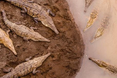 Den of crocodiles Stock Photos