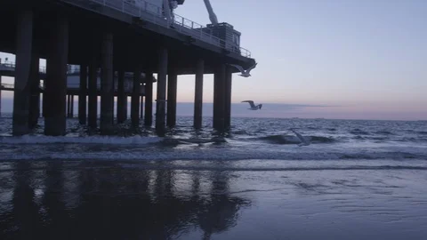 Den Haag Beach Package 11 | Seagulls taking off flying on beach Stock Footage 116192576