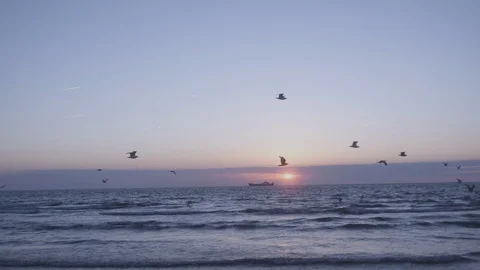 Den Haag Beach Package 12 | flight across beach seagulls flying sunset sunrise Stock Footage 116196430