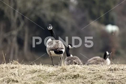 Den Kopf verdrehen Stock Photos